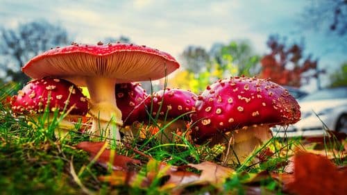 Un primer plano de varias setas rojas Amanita muscaria (matamoscas) creciendo en la hierba.